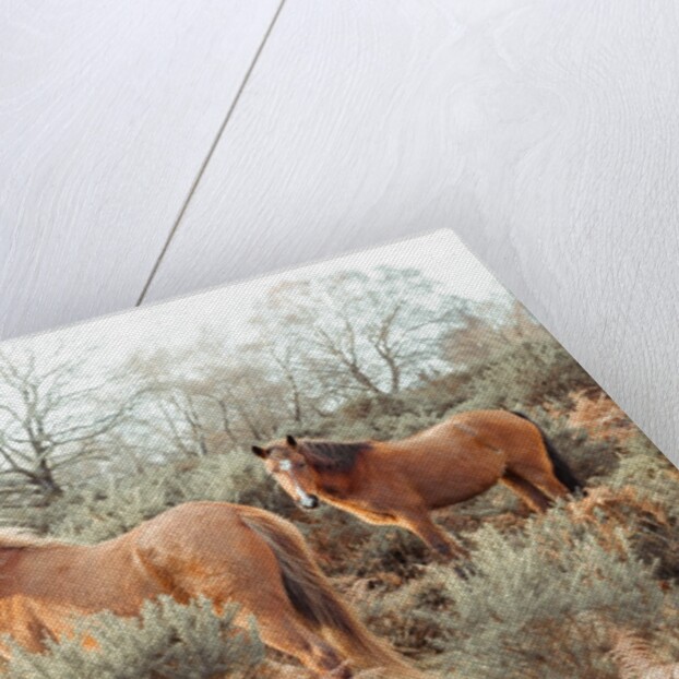 Horses in forest by Assaf Frank